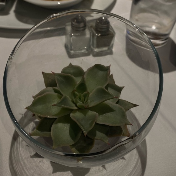 Meet your Posher, Djulicia - Picture 1 of 1